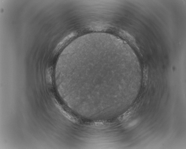 X0000060550114200511241235