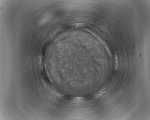 X0000060550222200511241233