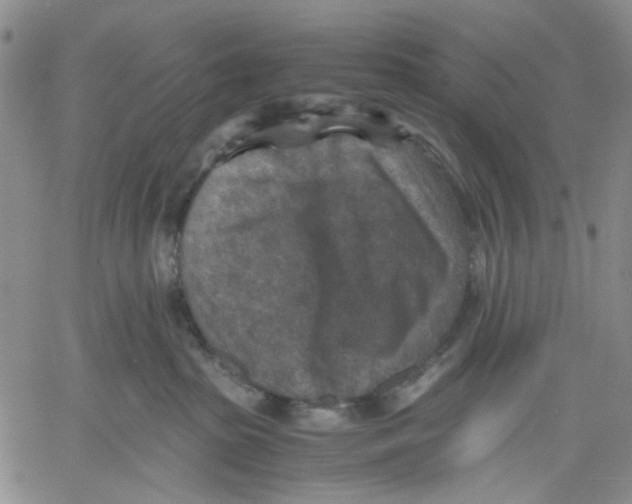 X0000060550285200511241233