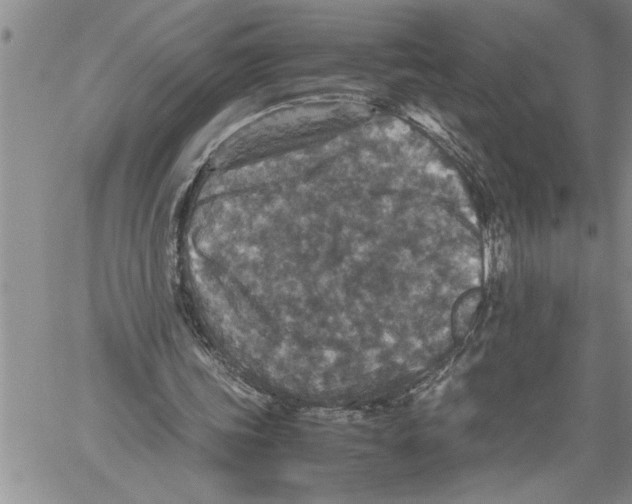 X0000060550339200511241231