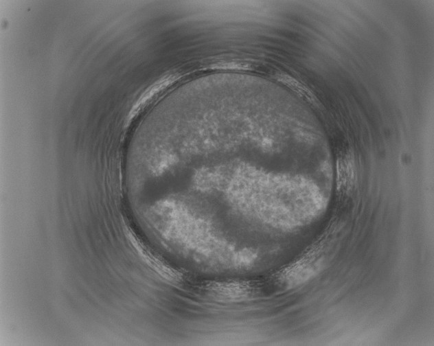 X0000060550349200511241231