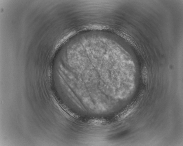 X0000060550352200511241231