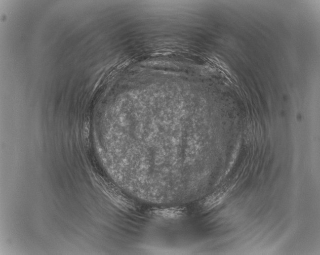 X0000060550365200511241231