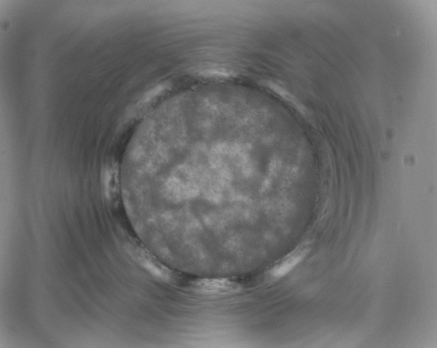 X0000060550528200511241228