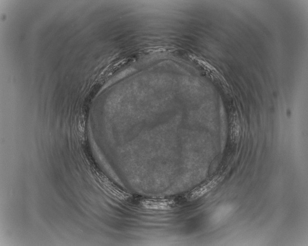 X0000060550661200511241226