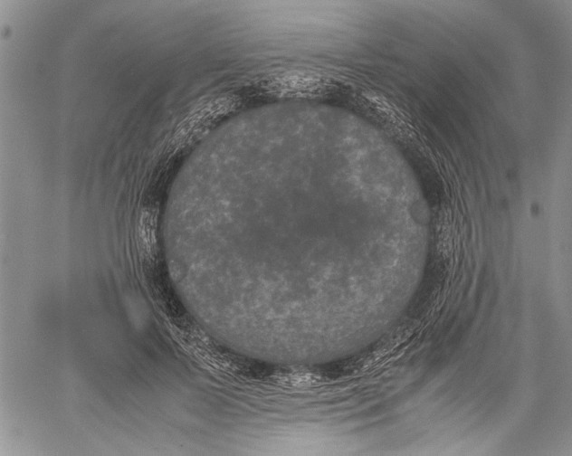 X0000060550695200511241225