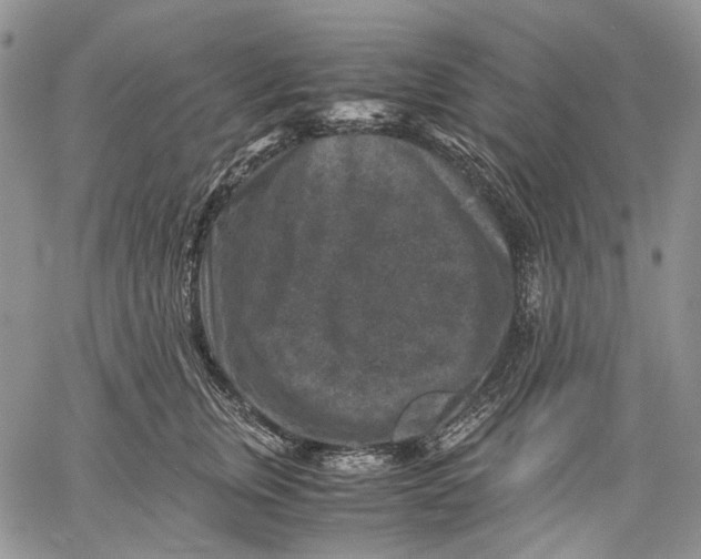 X0000060550759200511241225