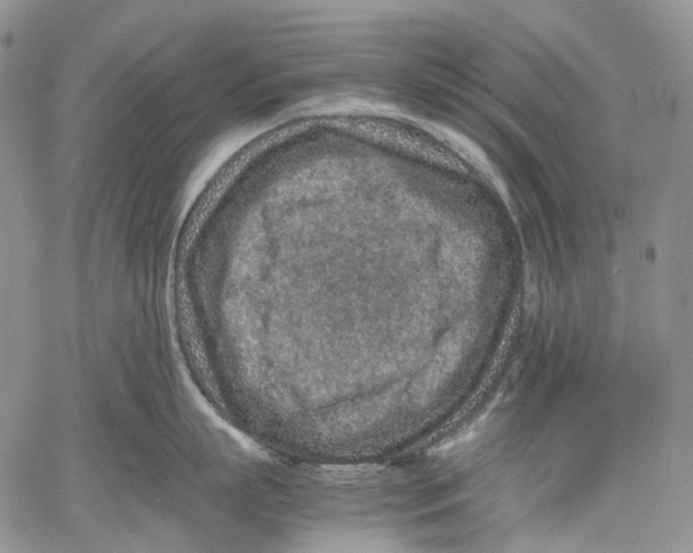 X0000060550863200511241223