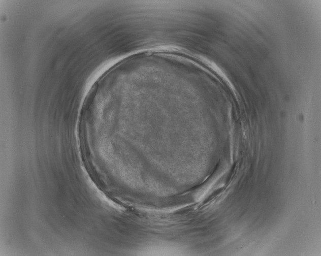 X0000060550959200511241222