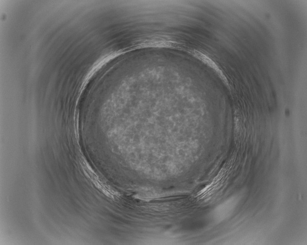 X0000060551035200511241220