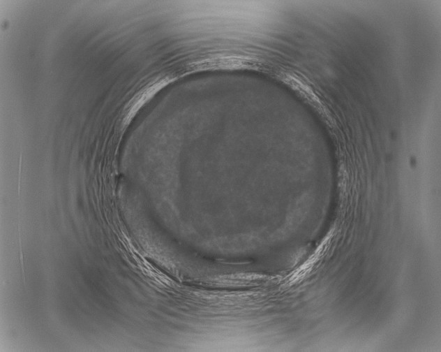 X0000060551081200511241219