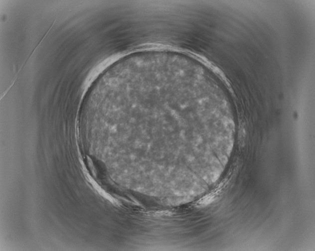 X0000060551239200511241217