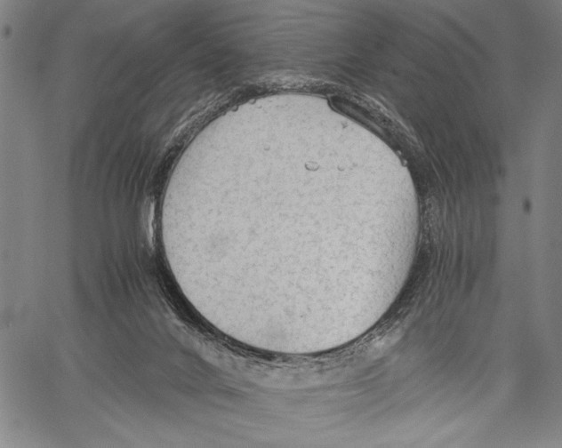 X0000060550024200512011628