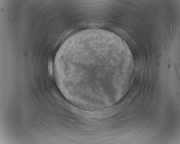 X0000060550046200512011627