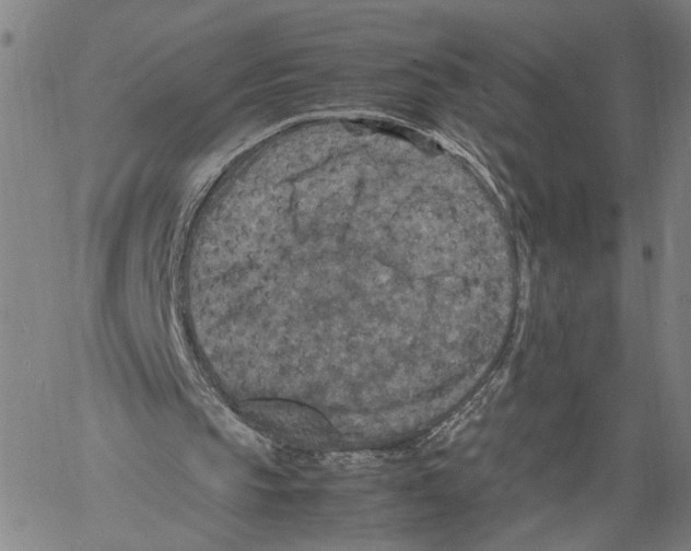 X0000060550145200512011625