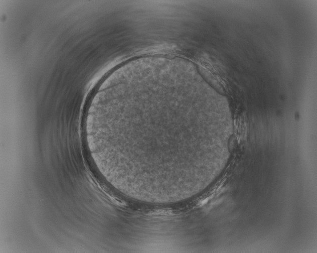 X0000060550196200512011625