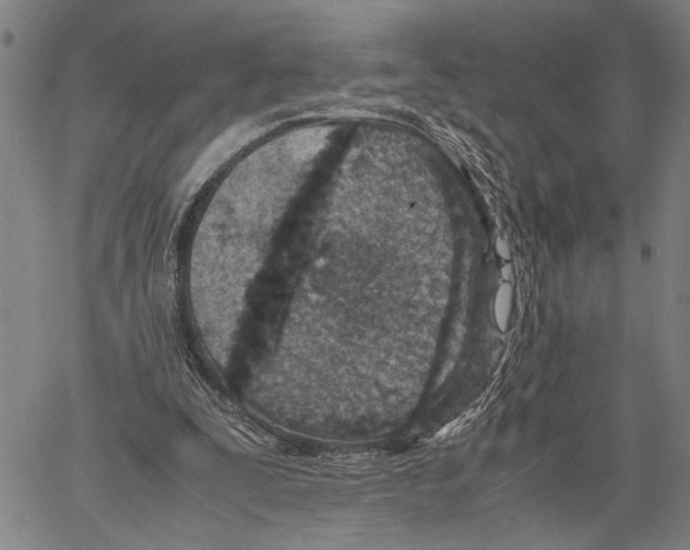 X0000060550295200512011623