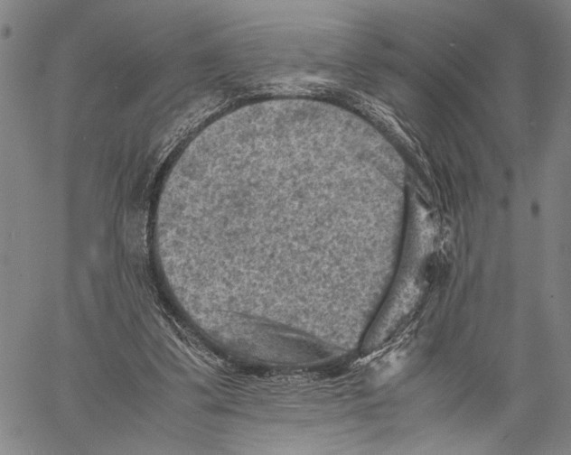 X0000060550299200512011623