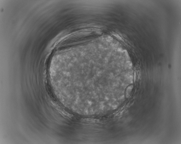 X0000060550339200512011622