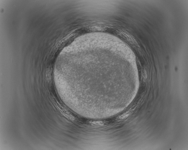 X0000060550409200512011621