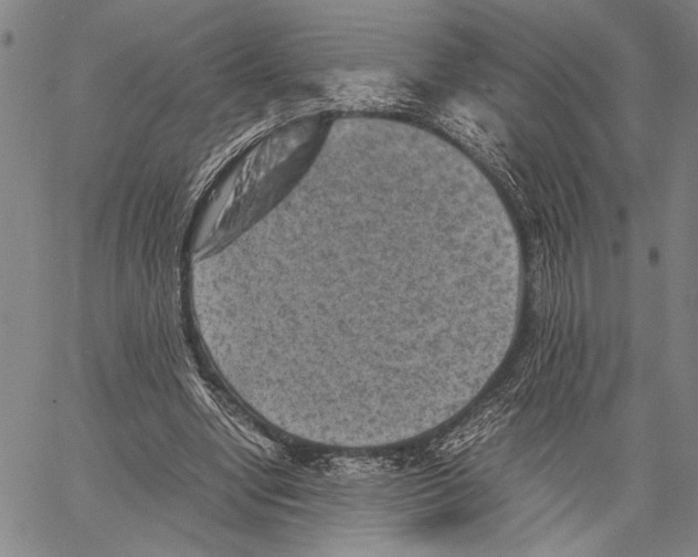 X0000060550442200512011620