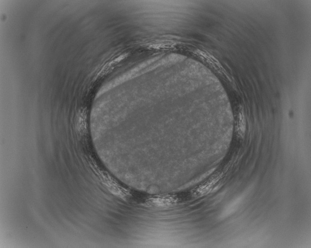 X0000060550466200512011621