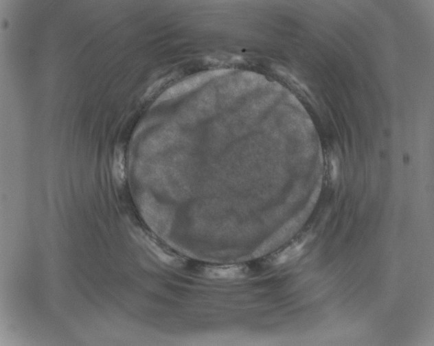 X0000060550479200512011621