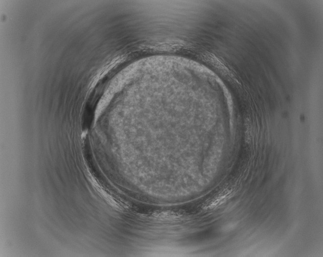 X0000060550634200512011617