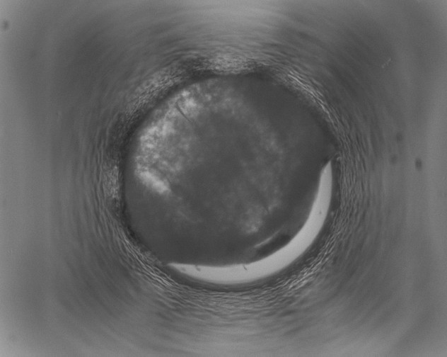 X0000060550689200512011617