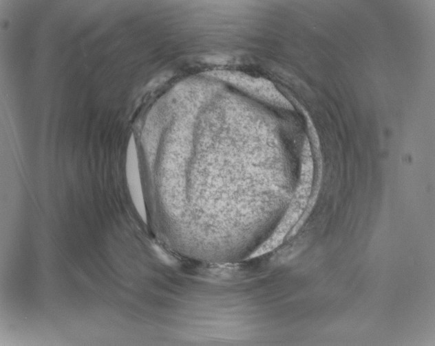 X0000060550720200512011616