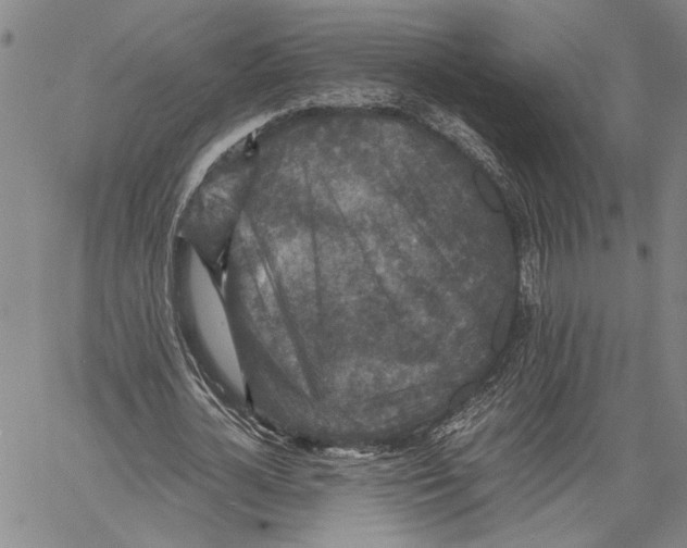 X0000060550724200512011615