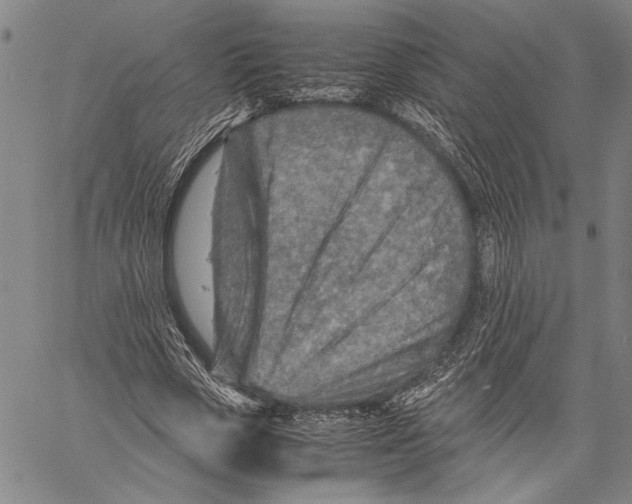 X0000060550729200512011615