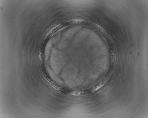 X0000060550762200512011616