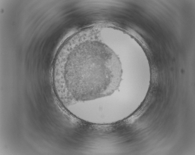 X0000060550856200512011614