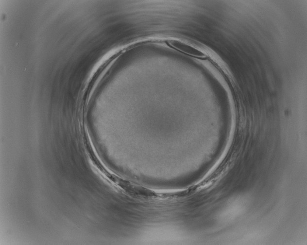 X0000060550958200512011613