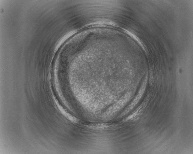 X0000060551042200512011611