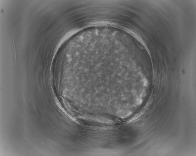 X0000060551045200512011611