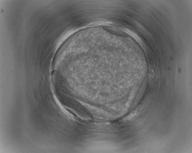 X0000060551055200512011611