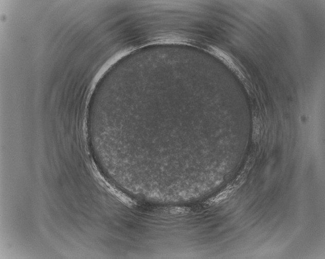 X0000060551331200512011606