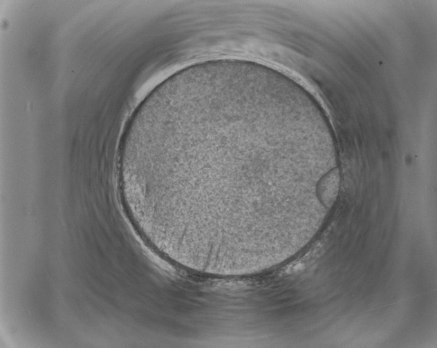 X0000060551525200512011603