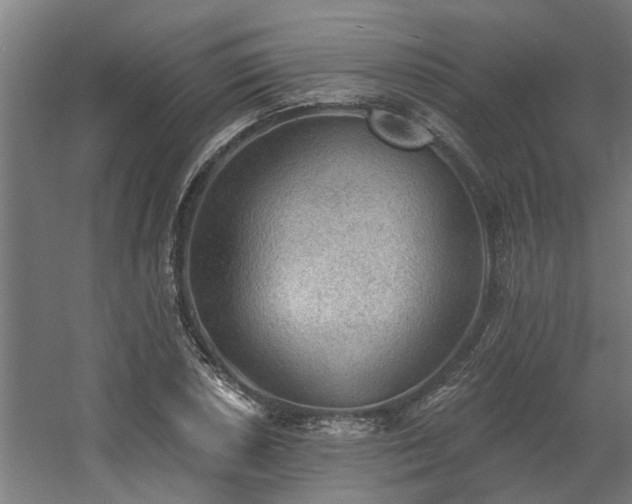 X0000060561026200511031237