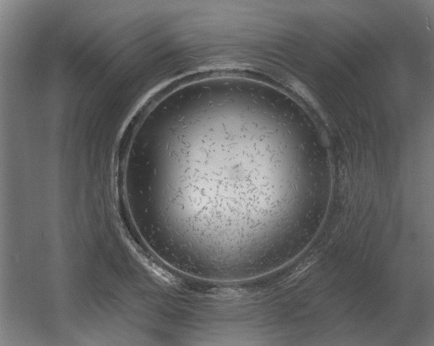 X0000060561124200511031236