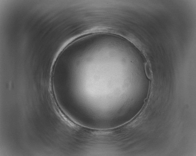 X0000060561296200511031233