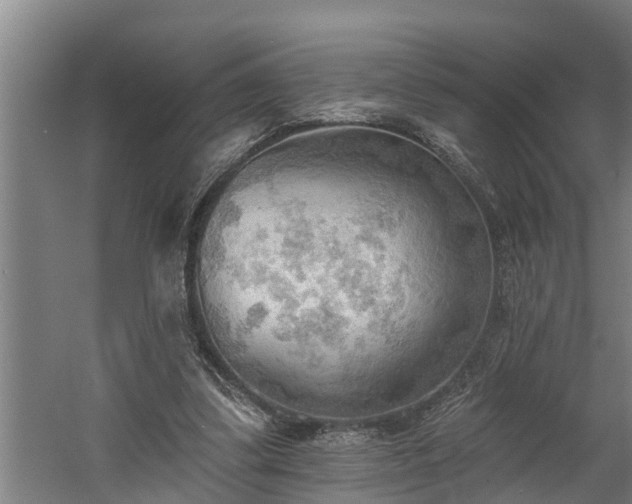 X0000060560299200511070955