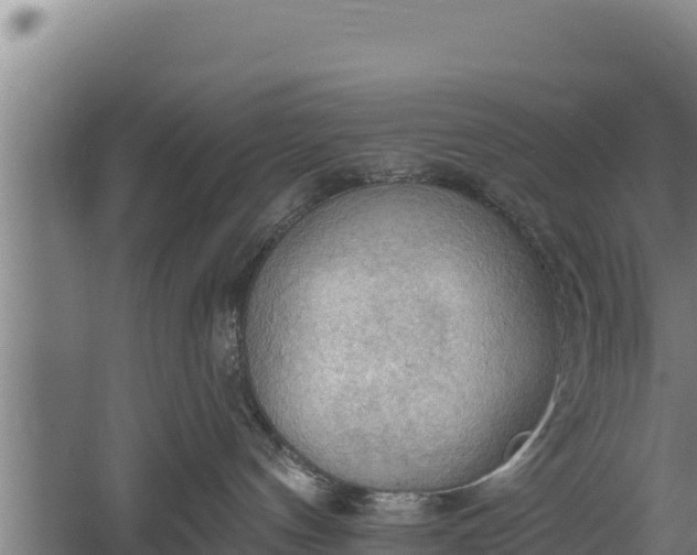 X0000060560144200511101613