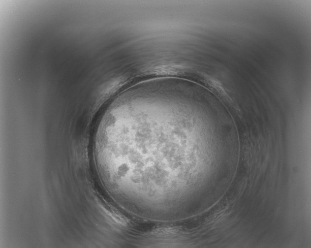 X0000060560299200511101610