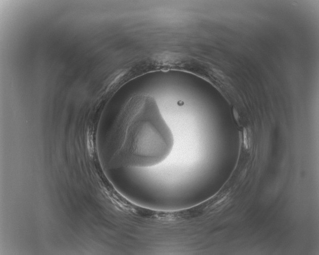 X0000060561155200511101556