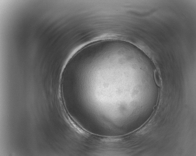 X0000060561296200511101553