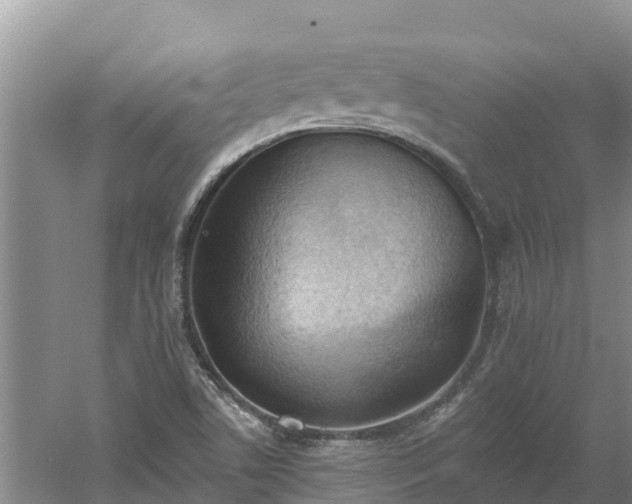 X0000060561506200511101550