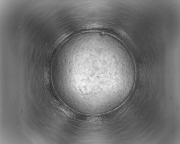 X0000060561217200511171556